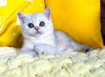 Lilian ns 11 silver shaded british shorthair girl - British Shorthair Kitten For Sale - 