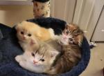 Gingers litter Ashes - Scottish Straight Kitten For Sale - Tampa, FL, US