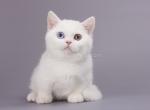 Frutt pure white munchkin standard odd eyes - Munchkin Cat For Sale - CA, US