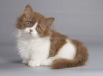 Floristan munchkin standard boy cinnamon bicolor - Munchkin Cat For Sale - CA, US