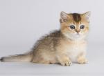 Persa munchkin standard golden chinchilla girl - Munchkin Cat For Sale - CA, US