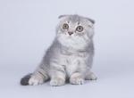 Jam tiny teacup scottish kilt blue tabby munchkin - Munchkin Cat For Sale - CA, US