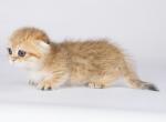 Mash tiny orange golden Scottish kilt munchkin - Munchkin Cat For Sale - CA, US