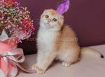 Dior scottish fold boy golden shellny12 chinchilla - Scottish Fold Cat For Sale - CA, US