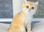 Located in LA Asya british shorthair golden ny 12 - British Shorthair Cat For Sale - CA, US