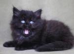 DON IZ TVERSKIGO KNYAZHESTVA - Siberian Kitten For Sale - NY, US