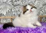 Roy longhair little angel black tabby van & white - Persian Cat For Sale - Dallas, TX, US