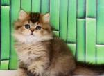 Octavia black golden ticked chinchilla baby girl - Persian Cat For Sale - Dallas, TX, US