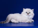 Azarij blue eyed little chunk chinchilla point - Persian Cat For Sale - Dallas, TX, US