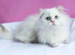 Filimon blue eyed fluffy boy chinchilla point - Persian Cat For Sale - Dallas, TX, US