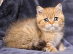 Barbaric chocolate golden tabby british shorthair - British Shorthair Cat For Sale - CA, US