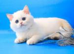 Ariel blue eyed chinchilla point british shorthair - British Shorthair Cat For Sale - CA, US