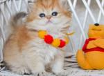 Christopher - British Shorthair Cat For Sale - Hollywood, FL, US