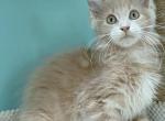 Boris - Maine Coon Kitten For Sale - New York, NY, US