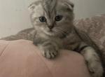 Rosie - Scottish Fold Cat For Sale - Brooklyn, NY, US