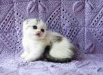 Armani silver & white scottish kit munchkin boy - Munchkin Cat For Sale - CA, US