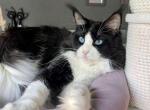 Lion - Maine Coon Cat For Sale - Hollywood, FL, US