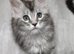 Eva - Maine Coon Cat For Sale - Hollywood, FL, US