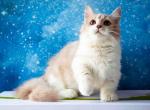 Ivan cream bicolor munchkin standard boy - Munchkin Cat For Sale - CA, US