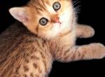 Archi little cheetah leopard cub british shorthair - British Shorthair Cat For Sale - CA, US