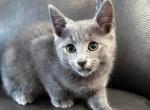 Russian Blue male - Russian Blue Kitten For Sale - Orlando, FL, US