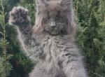 Napor - Maine Coon Cat For Sale - Hollywood, FL, US