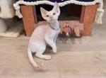 Flame Pointed Boy - Devon Rex Cat For Sale - Fontana, CA, US