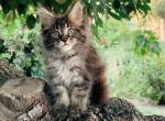 Chocolate lynx Boy - Maine Coon Cat For Sale - Fontana, CA, US