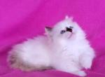 Cotton Candy - Munchkin Cat For Sale - Glendale, AZ, US