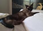 Seal Point Male - Siamese Cat For Sale - Dunn, NC, US