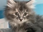 Mila - Siberian Kitten For Sale - North Port, FL, US