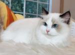 999 Seal biclor girl - Ragdoll Cat For Sale - Fontana, CA, US