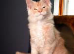 Adam - Maine Coon Cat For Sale - Plainfield, IN, US