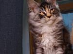 Eva TICA - Maine Coon Cat For Sale - Plainfield, IN, US