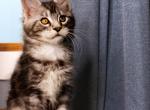 Tony TICA - Maine Coon Kitten For Sale - Plainfield, IN, US