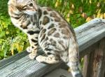 Juno - Bengal Cat For Sale - Marietta, OH, US