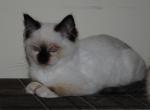 Emma - Ragdoll Cat For Sale - Shippensburg, PA, US