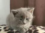 Cloudy - Russian Blue Kitten For Sale - West Springfield, MA, US