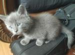 Opal - Russian Blue Kitten For Sale - West Springfield, MA, US