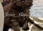 Sylvia - Maine Coon Kitten For Sale - Greensburg, IN, US