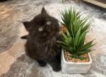 Felfel - Persian Cat For Sale - Allen, TX, US