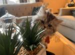 Frerro - Persian Cat For Sale - Allen, TX, US