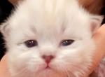 Sib P - Siberian Kitten For Sale - 