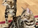 Bengal Kittens TICA Registered - Bengal Cat For Sale - Yonkers, NY, US