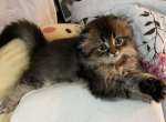 Scottish Fold Longhair Male - Domestic Kitten For Sale - Rancho Santa Margarita, CA, US