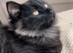 Little Bear Beautiful Black Smoke Polydacty Male - Maine Coon Kitten For Sale - 