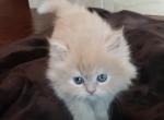 Simba - Himalayan Kitten For Sale - Dallas, TX, US