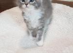 Bravo - Himalayan Kitten For Sale - Dallas, TX, US