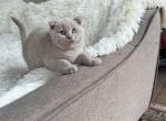 Bubba - Scottish Fold Kitten For Sale - Nashville, TN, US