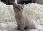 Barbi - Scottish Straight Cat For Sale - Nashville, TN, US